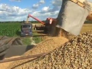 Pesquisa do IBGE indica que Paraná deve ter colheita recorde de grãos