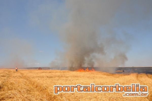 Incendio destrói parte de lavoura às margens da PR573