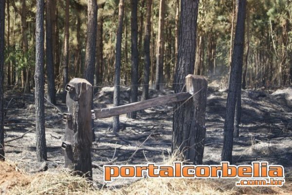 Incendio Ambiental em reflorestamento voltou a ativa