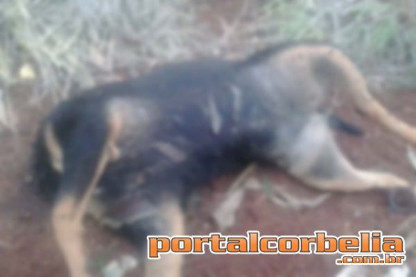 Cachorro é encontrado com a cabeça cortada no aterro sanitário de Corbélia