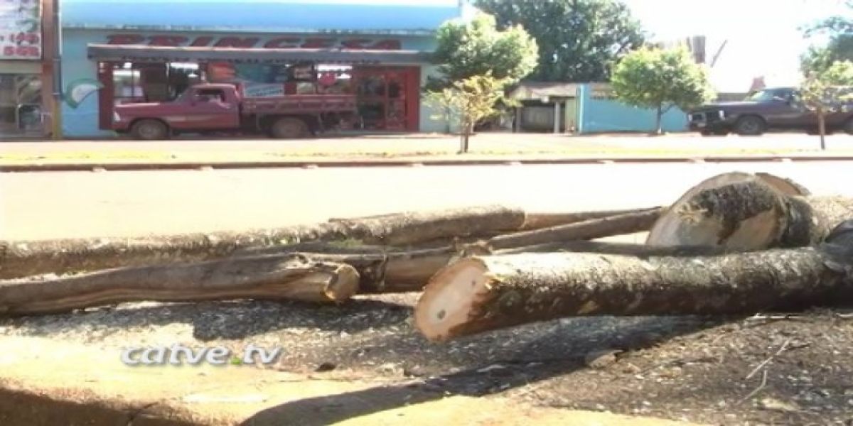 GAECO investiga denúncia envolvendo poda de árvores