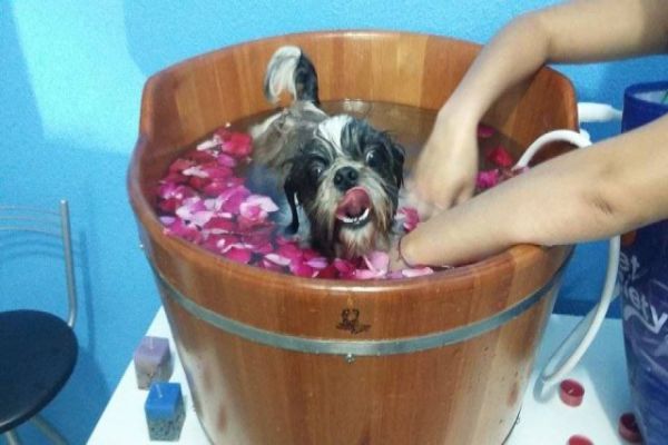 Xodó Pet inovando agora oferece banho de OFURÔ para seu Pet