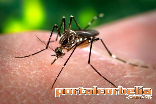 Bebê de seis meses é diagnosticado com Zika vírus em Corbélia