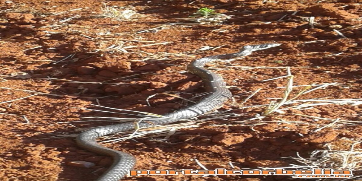 Defesa Civil captura cobra no estádio municipal