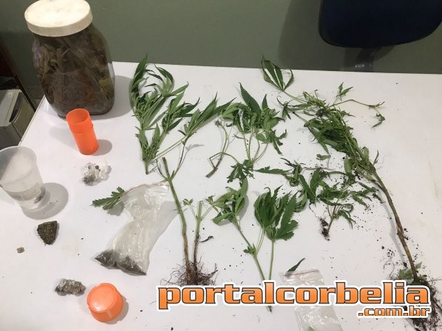 Jovem cultivava alguns pés de maconha em casa