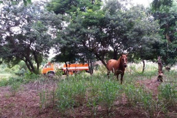 Agentes da Defesa Civil capturam cavalos em fuga