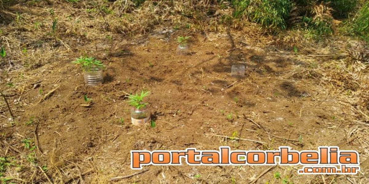 Após denúncia, PM localiza plantação de maconha em Corbélia