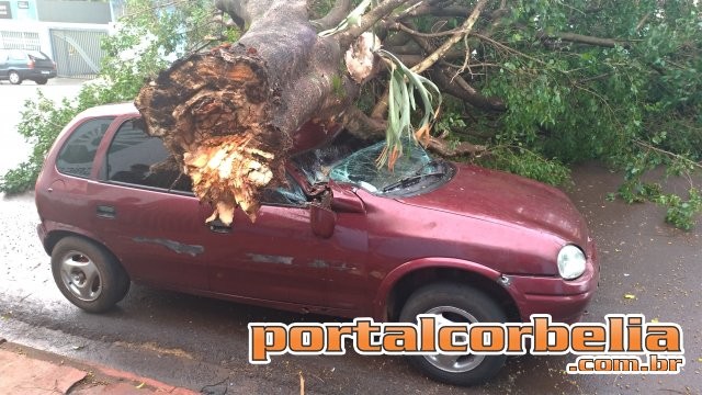 Árvore cai sobre veículo na rua Gardênia