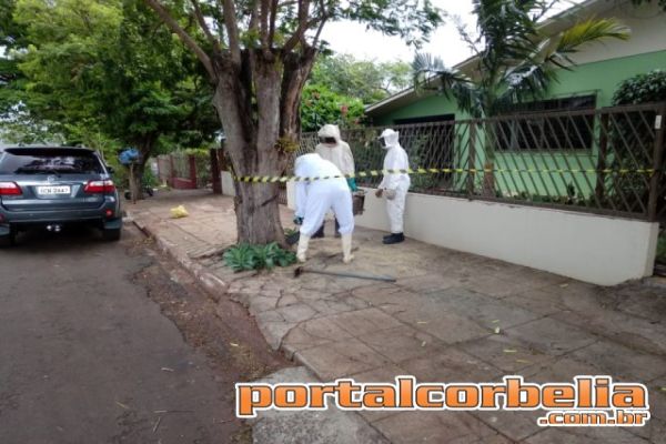 Retirada de abelhas interdita a Rua Ipê Roxo