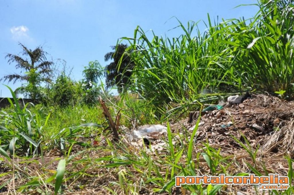 Departamento de Meio Ambiente notifica lotes baldios com irregularidades