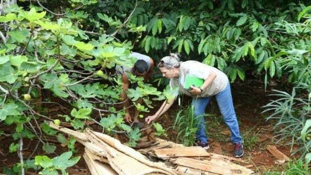 Em estado de alerta contra a dengue, Paraná confirma mais 10 óbitos pela doença