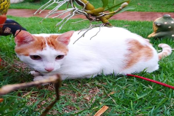 Família procura gato desaparecido