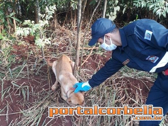 Após denúncia, cachorro é encontrado amarrado as margens da br369