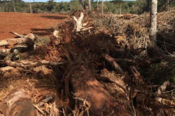 Corbélia: proprietário é multado após destruição de 6,6 hectares de mata nativa