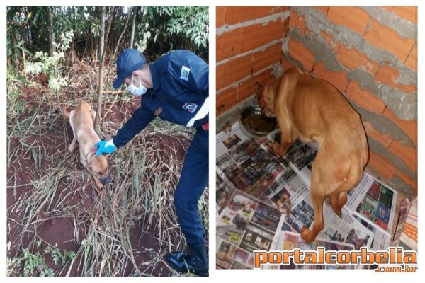 Cachorrinha que foi abandonada na BR procura um lar