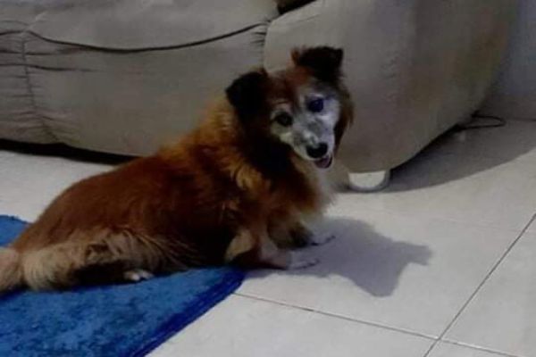 Paga-se recompensa pela volta de Bendi 