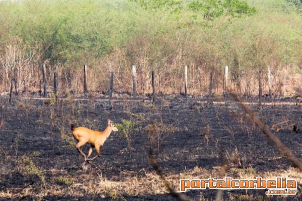 Engajamento da população é vital para evitar incêndio na natureza