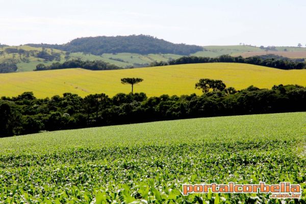 Preço das terras no Paraná cresceu cerca de 12% este ano