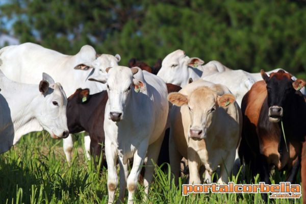 Paraná conquista reconhecimento nacional de Área Livre de Aftosa sem Vacinação