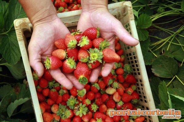 Estado quer ampliar crédito para cooperativas da agricultura familiar