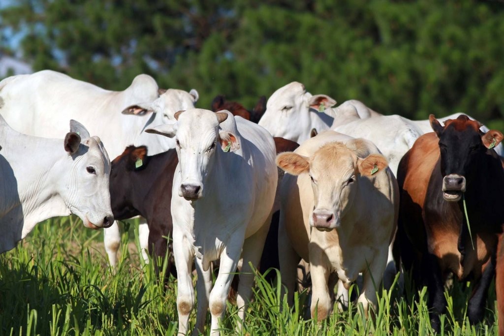 Paraná conquista status internacional de área livre de febre aftosa sem vacinação