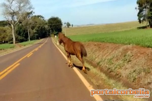 Animais sobre a pista causam risco a condutores na PR573