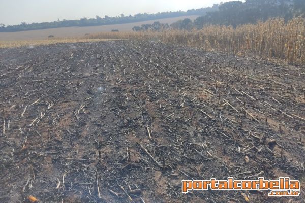 Impacto da seca vai além da falta de água: prejudica agricultura, saúde e agrava riscos de incêndios