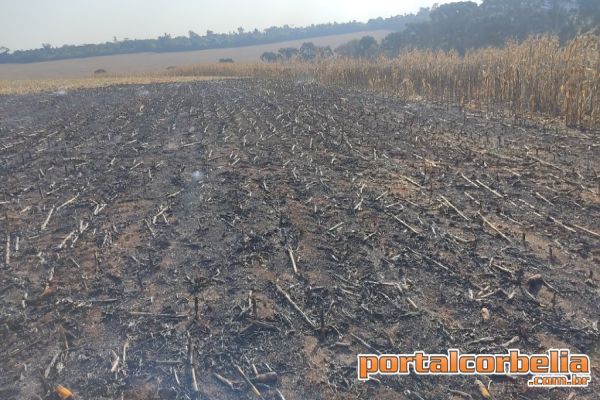 Impacto da seca vai além da falta de água: prejudica agricultura, saúde e agrava riscos de incêndios