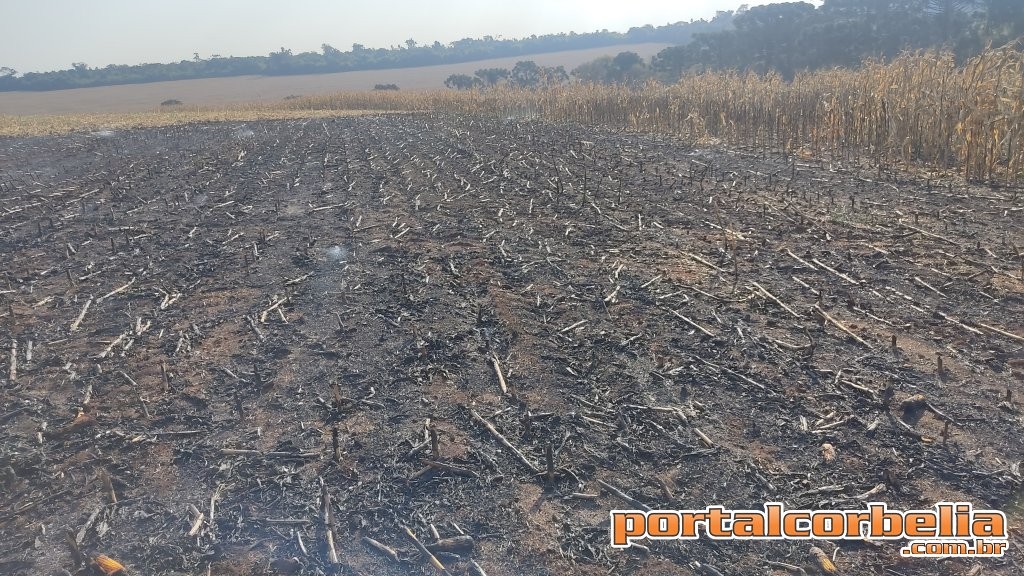 Impacto da seca vai além da falta de água: prejudica agricultura, saúde e agrava riscos de incêndios