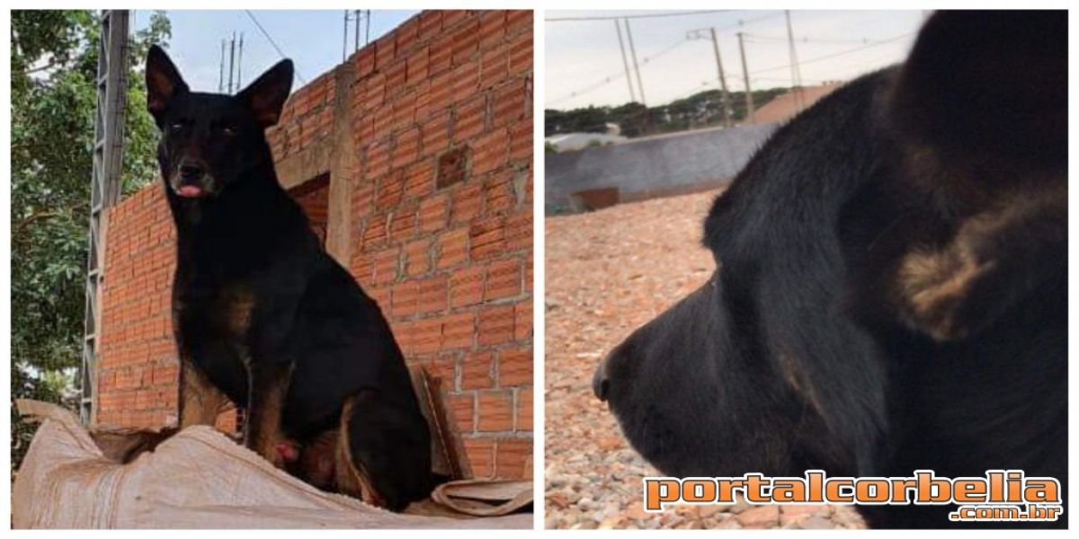 Gru fugiu do parque industrial