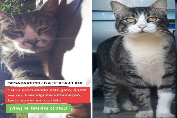 Gato desaparecido entre o Berté e Jardim Vera Lúcia