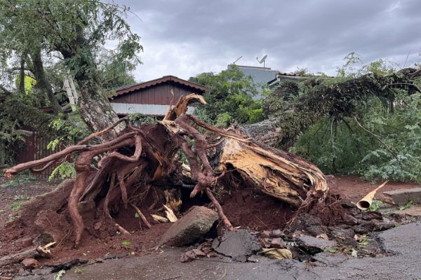 Equipes fazem remoção de árvore que caiu sobre duas residências em Corbélia