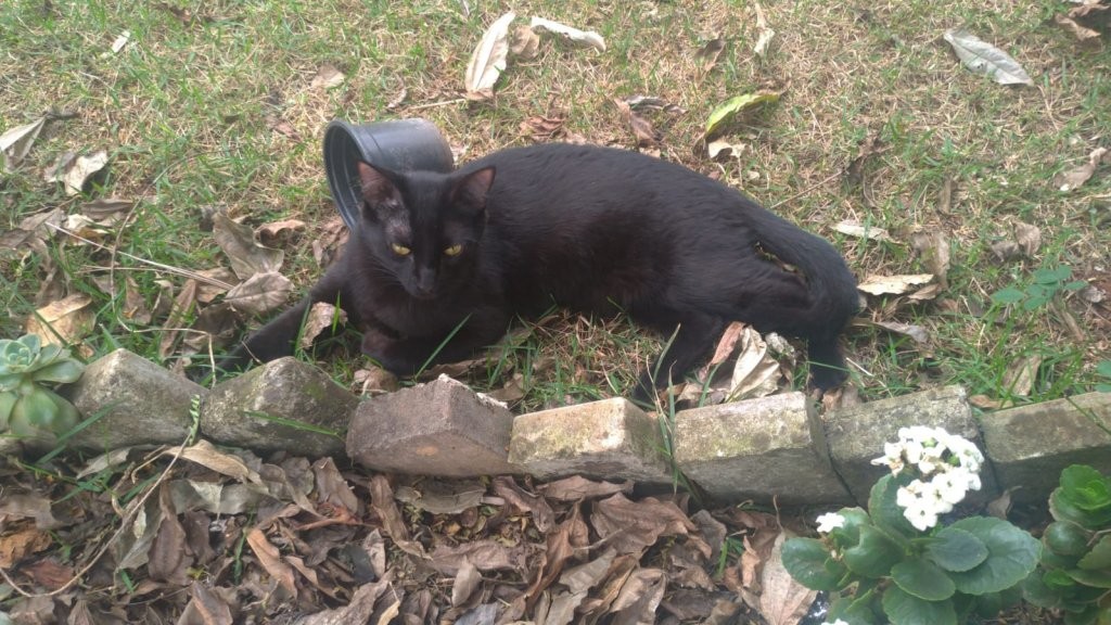 Ajude o gato Tom voltar pra casa