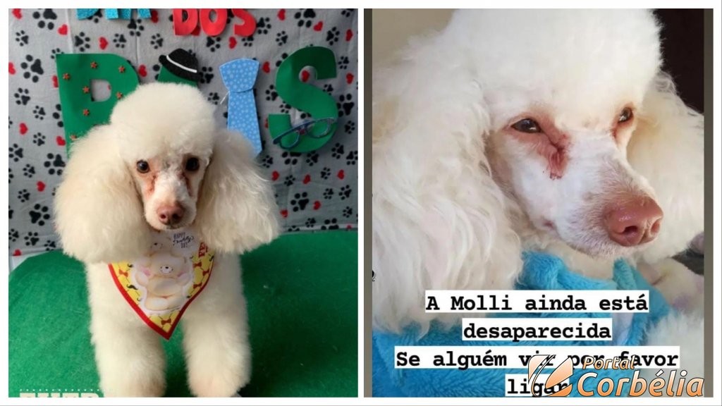 Ajude a Poodle Molli voltar pra casa