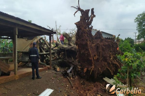 Após temporal, equipes fazem remoção de árvores em Corbélia