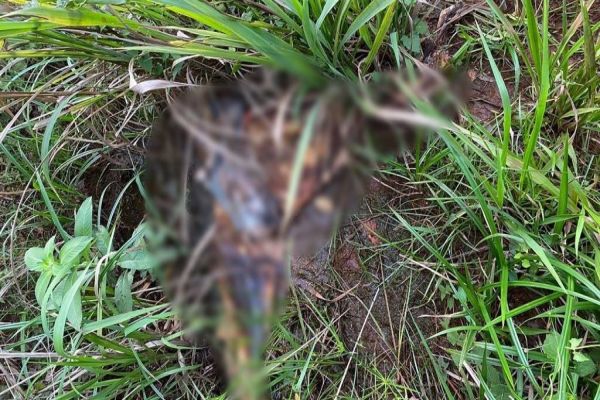 Cadáver em avançado estado de decomposição é encontrado no distrito da Penha em Corbélia