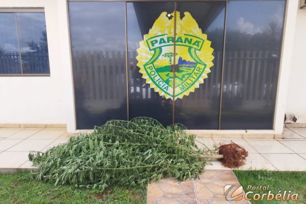 Pé de maconha com mais de dois metros de altura é apreendido pela PM de Braganey