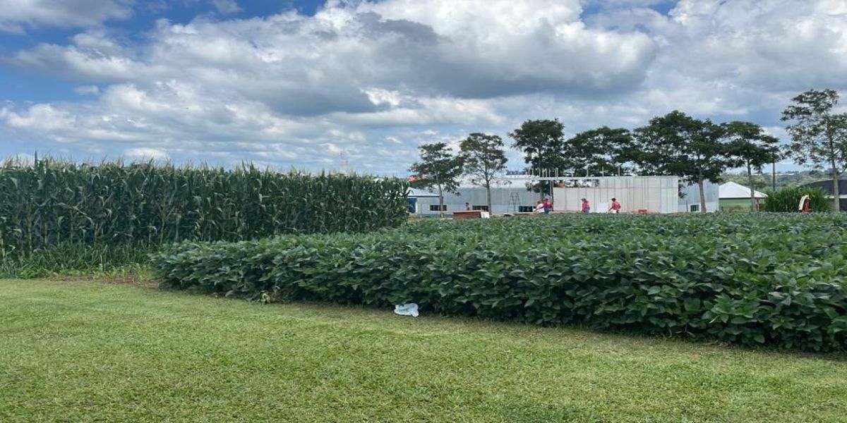 IDR-Paraná leva discussão sobre manejo da umidade do solo em lavouras anuais ao Show Rural