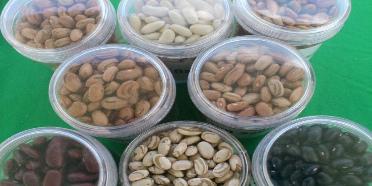 Nova cultivar de feijão desenvolvida pelo IDR-Paraná é destaque no Show Rural