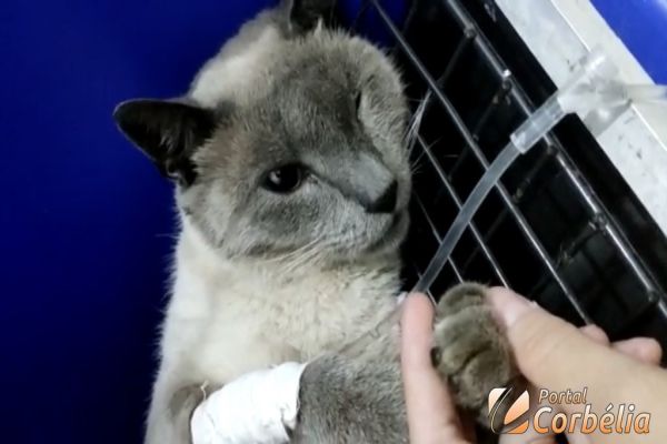 Polícia Civil procura atirador que atingiu gato em Braganey