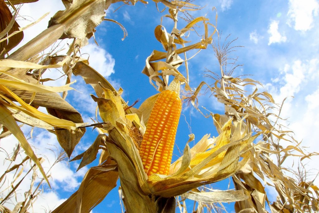 Agricultura prevê aumento de 38% na safra de grãos, estimada em 46,85 milhões de toneladas