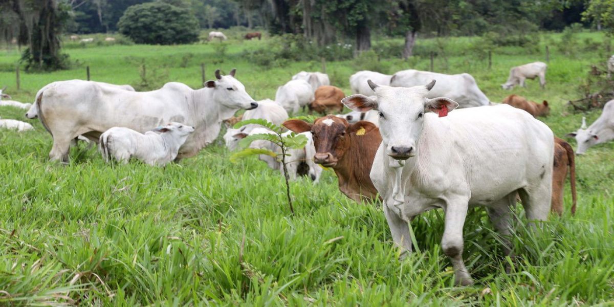 Paraná completa dois anos do status de área livre de febre aftosa sem vacinação neste sábado