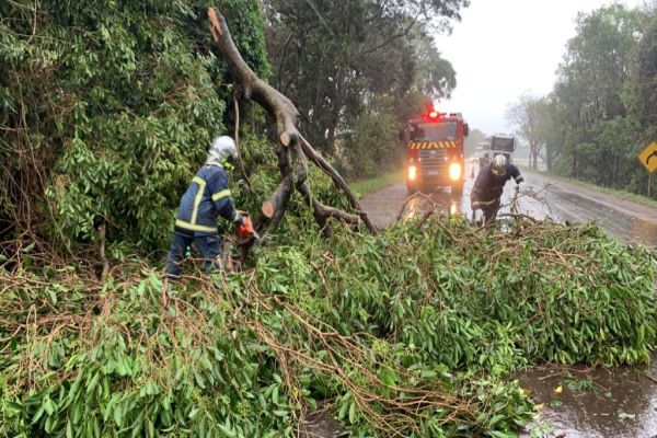 Queda de árvore sobre a pista deixa trânsito lento na BR-369 em Corbélia