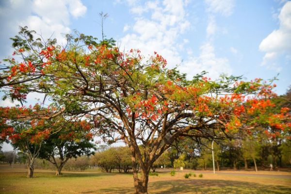 Primavera começa às 3h50 deste sábado