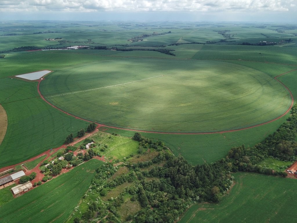 Com 312 mil hectares, produtores de milho terminam plantio da primeira safra