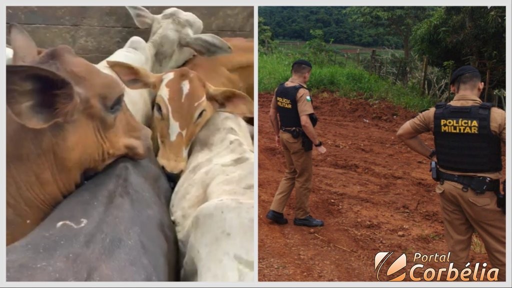 Operação policial recupera cabeças de gado furtadas em Iguatu