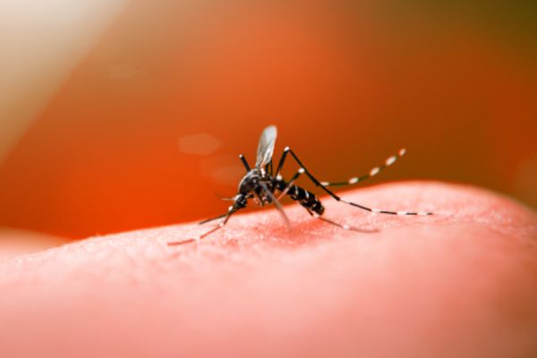 Aumento alarmante de casos de dengue em Corbélia