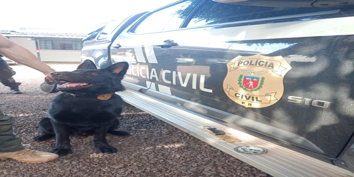 Polícia Civil de Corbélia desmantela ponto de tráfico de drogas com sucesso