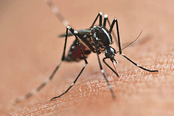 Imagem referente a notícia: Com a circulação do sorotipo 3 do vírus da dengue, Paraná alerta para casos e cuidados