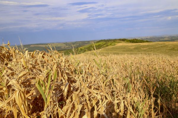 Imagem referente a notícia: Decreto declara situação de emergência em função da estiagem em todo o Paraná